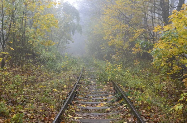 unused train tracks with forest background on a foggy day.railway tracks in a foggy forest