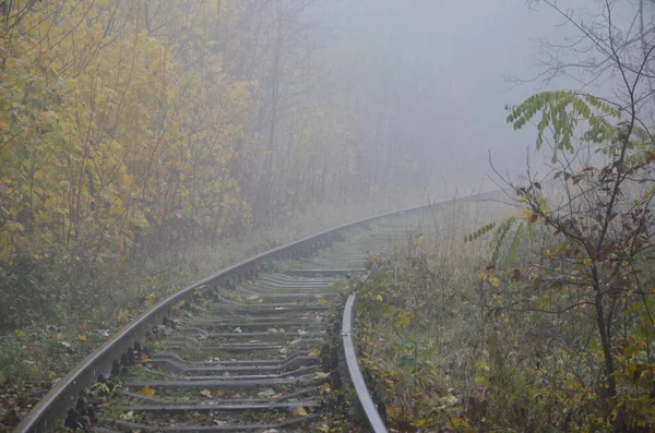 Trilhas Trem Não Utilizadas Com Fundo Florestal Dia Nevoso Trilhas — Fotografia de Stock