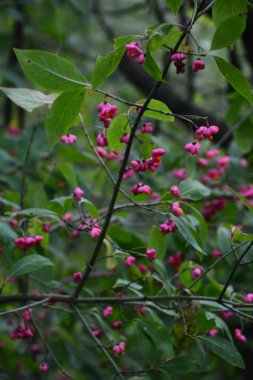 Euonymus europaeus ya da kısaca Euonymus europaeus, Çestraceae familyasından bir çalı türü. Meyve zehirlidir..