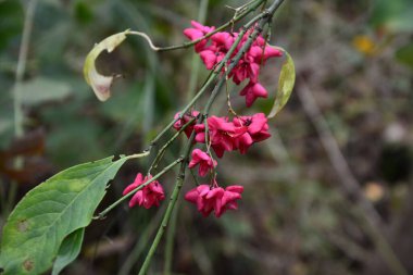 Euonymus europaeus ya da kısaca Euonymus europaeus, Çestraceae familyasından bir çalı türü. Meyve zehirlidir..