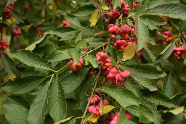 Euonymus europaeus ya da kısaca Euonymus europaeus, Çestraceae familyasından bir çalı türü. Meyve zehirlidir..