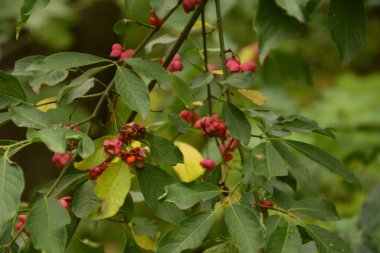 Euonymus europaeus ya da kısaca Euonymus europaeus, Çestraceae familyasından bir çalı türü. Meyve zehirlidir..