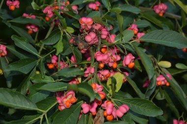 Euonymus europaeus ya da kısaca Euonymus europaeus, Çestraceae familyasından bir çalı türü. Meyve zehirlidir..