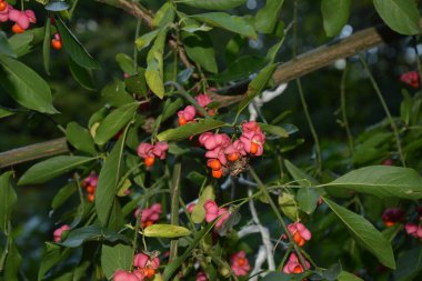 Euonymus europaeus ya da kısaca Euonymus europaeus, Çestraceae familyasından bir çalı türü. Meyve zehirlidir..