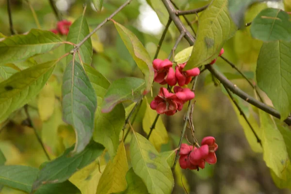 Euonymus Europaeus Известный Веретено Европейское Веретено Общее Веретено Представляет Собой — стоковое фото