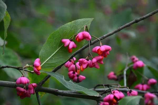 Euonymus Europaeus Más Néven Orsó Valamint Európai Orsó Közös Orsó — Stock Fotó