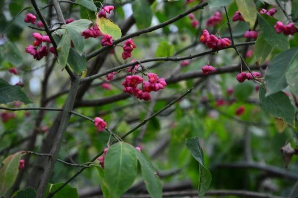 Euonymus Europaeus Kısaca Euonymus Europaeus Çestraceae Familyasından Bir Çalı Türü — Stok fotoğraf