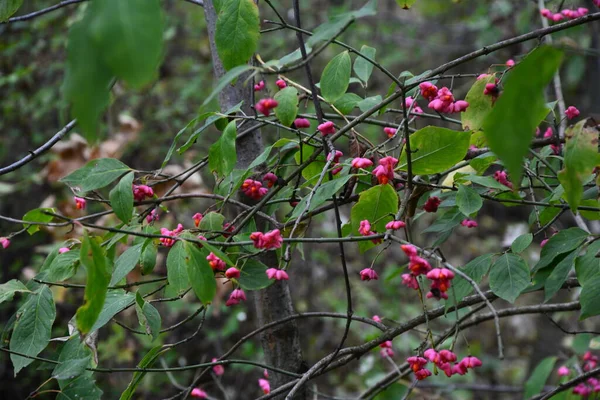 Euonymus Europaeus Conhecido Como Fuso Também Como Fuso Europeu Fuso — Fotografia de Stock