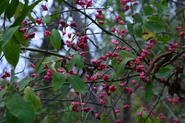 Euonymus Europaeus Known Spindle Also European Spindle Common Spindle Deciduous — Stock Photo, Image