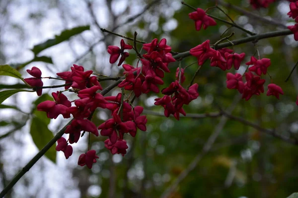 Euonymus Europaeus Kısaca Euonymus Europaeus Çestraceae Familyasından Bir Çalı Türü — Stok fotoğraf