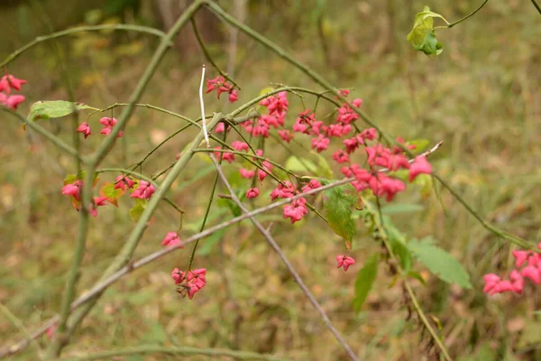 Euonymus Europaeus Conocido Como Huso También Como Huso Europeo Huso —  Fotos de Stock