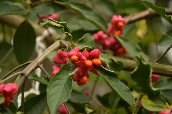 Euonymus Europaeus Conocido Como Huso También Como Huso Europeo Huso —  Fotos de Stock