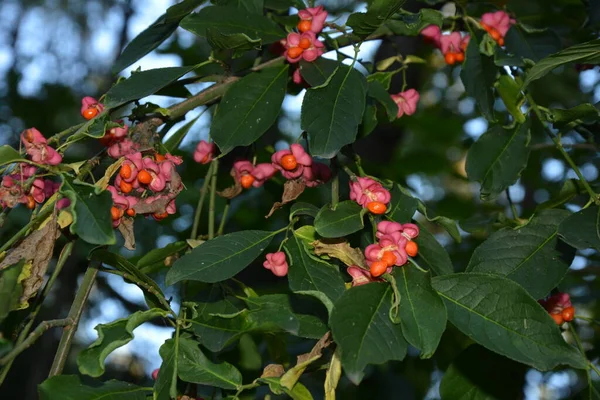 Euonymus Europaeus Conocido Como Huso También Como Huso Europeo Huso —  Fotos de Stock