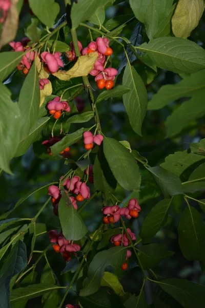 Euonymus Europaeus Känd Som Spindel Och Även Som Europeisk Spindel — Stockfoto