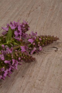Ahşap bir masaya tüberküloz Kudüs adaçayı ekin. Phlomoides tuberosa, Lamiaceae familyasından uzun ömürlü bir bitki türü..