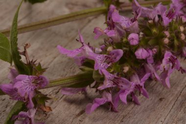 Ahşap bir masaya tüberküloz Kudüs adaçayı ekin. Phlomoides tuberosa, Lamiaceae familyasından uzun ömürlü bir bitki türü..