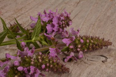 Ahşap bir masaya tüberküloz Kudüs adaçayı ekin. Phlomoides tuberosa, Lamiaceae familyasından uzun ömürlü bir bitki türü..