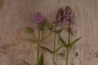 Ahşap bir masaya tüberküloz Kudüs adaçayı ekin. Phlomoides tuberosa, Lamiaceae familyasından uzun ömürlü bir bitki türü..