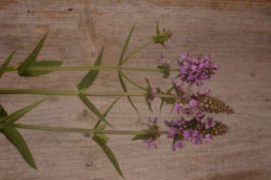 Ahşap bir masaya tüberküloz Kudüs adaçayı ekin. Phlomoides tuberosa, Lamiaceae familyasından uzun ömürlü bir bitki türü..