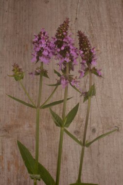 Ahşap bir masaya tüberküloz Kudüs adaçayı ekin. Phlomoides tuberosa, Lamiaceae familyasından uzun ömürlü bir bitki türü..