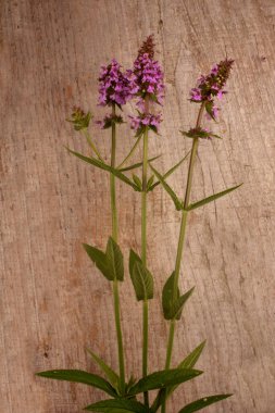 Ahşap bir masaya tüberküloz Kudüs adaçayı ekin. Phlomoides tuberosa, Lamiaceae familyasından uzun ömürlü bir bitki türü..