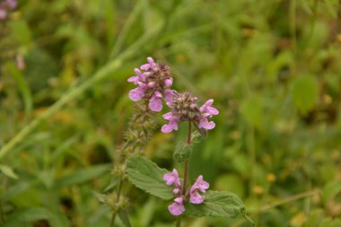 Phlomoides tuberosa, Lamiaceae familyasından uzun ömürlü bir bitki türü..