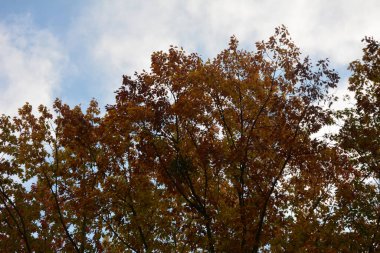 Günbatımında kır yolu olan sonbahar ormanı. Ağaçlı, kırsal yollu, turuncu ve kırmızı yapraklı, sonbaharda güneşli renkli bir manzara. Seyahat et. Sonbahar arkaplanı. Parlak yeşillikleri olan inanılmaz bir orman. .