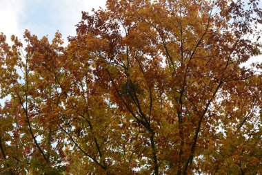 Günbatımında kır yolu olan sonbahar ormanı. Ağaçlı, kırsal yollu, turuncu ve kırmızı yapraklı, sonbaharda güneşli renkli bir manzara. Seyahat et. Sonbahar arkaplanı. Parlak yeşillikleri olan inanılmaz bir orman. .