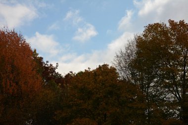 Günbatımında kır yolu olan sonbahar ormanı. Ağaçlı, kırsal yollu, turuncu ve kırmızı yapraklı, sonbaharda güneşli renkli bir manzara. Seyahat et. Sonbahar arkaplanı. Parlak yeşillikleri olan inanılmaz bir orman. .