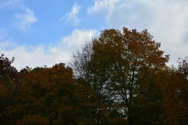 Günbatımında kır yolu olan sonbahar ormanı. Ağaçlı, kırsal yollu, turuncu ve kırmızı yapraklı, sonbaharda güneşli renkli bir manzara. Seyahat et. Sonbahar arkaplanı. Parlak yeşillikleri olan inanılmaz bir orman. .