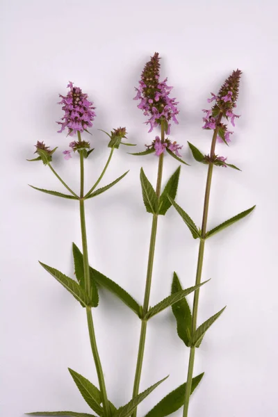 Phlomoides Tuberosa Phlomis Tuberosa Fehér Alapon Izolált Virág — Stock Fotó