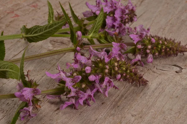 Növény Tuberous Jeruzsálem Zsálya Egy Asztalon Phlomoides Tuberosa Egy Évelő — Stock Fotó