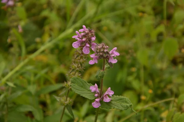 Phlomoides Tuberosa Perenn Blommande Växt Familjen Lamiaceae Tuberösa Rötter Ger — Stockfoto