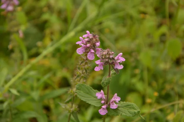 Phlomoides Tuberosa Egy Évelő Virágzó Növény Lamiaceae Családban Gumós Gyökerek — Stock Fotó