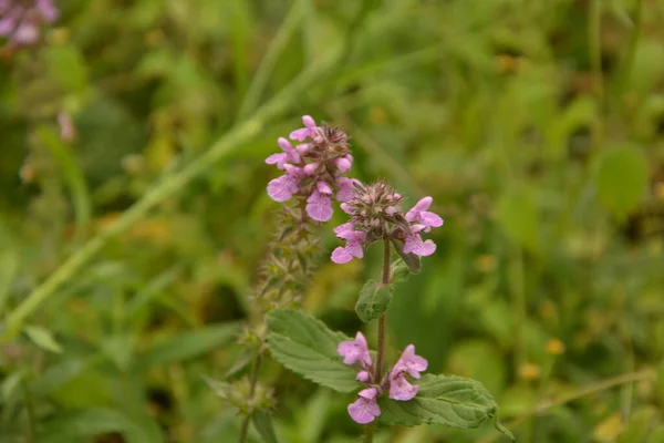 Phlomoides Tuberosa Egy Évelő Virágzó Növény Lamiaceae Családban Gumós Gyökerek — Stock Fotó