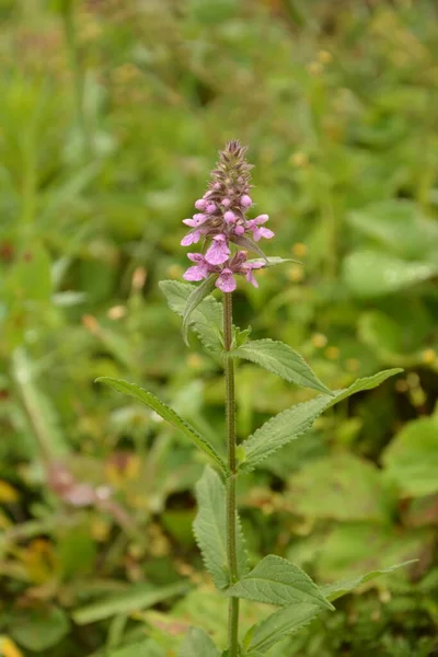 Phlomoides Tuberosa Многолетнее Цветущее Растение Семейства Lamiaceae Клубневые Корни Порождают — стоковое фото