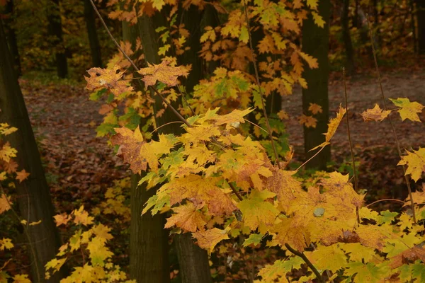 Herbstwald Mit Landstraße Bei Sonnenuntergang Bunte Landschaft Mit Bäumen Landstraße — Stockfoto