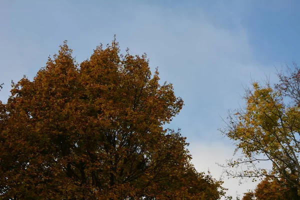 日没の田舎道と秋の森 農村部の道路 オレンジと赤の葉 秋には太陽とカラフルな風景 旅行だ 秋の背景 生き生きとした葉を持つ素晴らしい森 — ストック写真