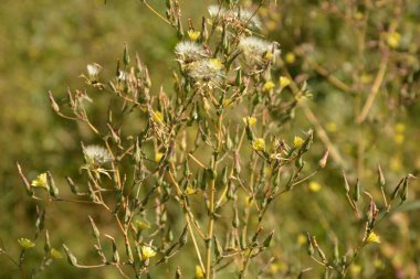 Dikenli marul bitkisi (Lactuca serriola Torn) de pusula bitkisi, süt devedikeni veya kızıl olarak adlandırılır. Kapalı kabarık dandellion çiçek tomurcukları