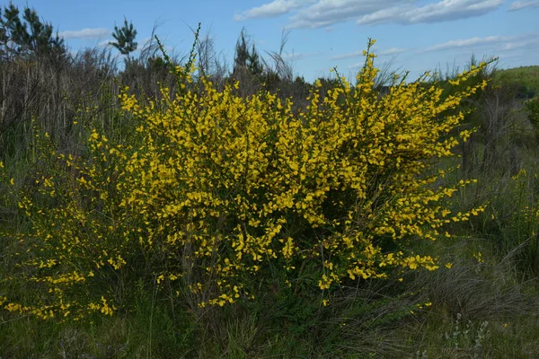 Primer Plano Rama Flores Amarillas Florecientes Cytisus Scoparius Escoba Común —  Fotos de Stock