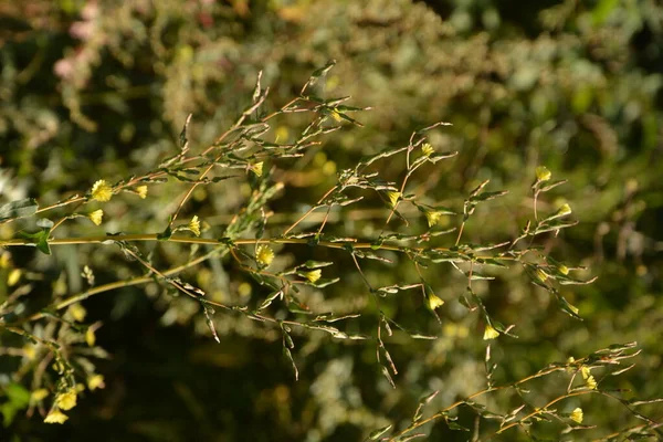 Τιρκουάζ Μαρούλι Lactuca Serriola Torn Ονομάζεται Επίσης Φυτό Πυξίδα Γαϊδουράγκαθο — Φωτογραφία Αρχείου