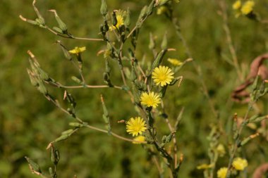 Prickly lettuce plant (Lactuca serriola Torn) also called compass plant, milk thistle or scarole.Closed fluffy dandellion buds of lettuce flowers clipart