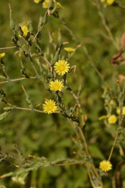 Dikenli marul bitkisi (Lactuca serriola Torn) de pusula bitkisi, süt devedikeni veya kızıl olarak adlandırılır. Kapalı kabarık dandellion çiçek tomurcukları