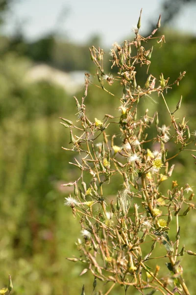 Pianta Lattuga Spinosa Lactuca Serriola Torn Chiamata Anche Pianta Bussola — Foto Stock