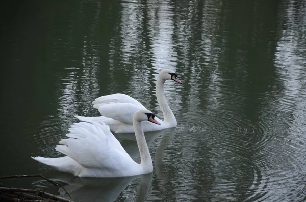 Белый Лебедь Плавает Ищет Пищу Водой Озере Прекрасная Дикая Лебединая — стоковое фото