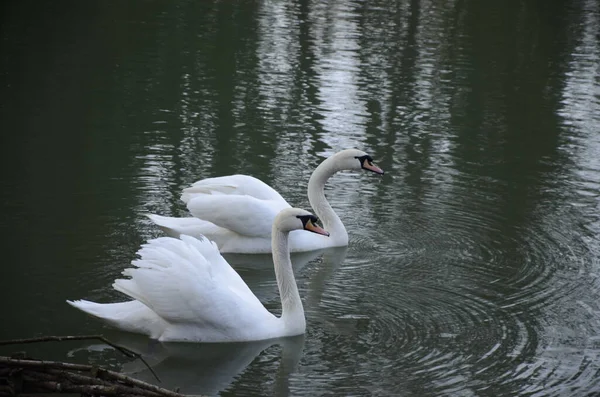 White Swan Swimming Looking Food Water Lake Beautiful Wild Swan — Stock Photo, Image