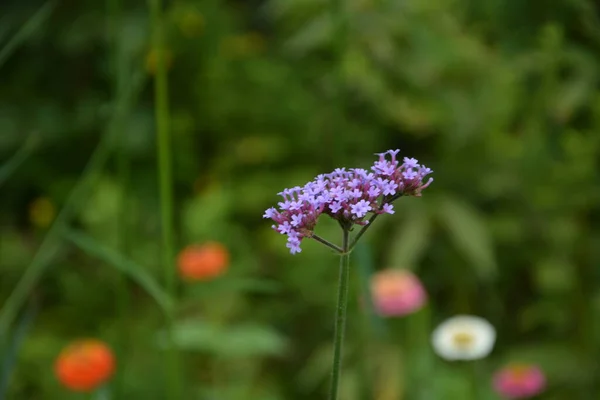 Verbena Bonariensis Flowers Argentinian Vervain Purpletop Vervain Clustertop Vervain Tall — стоковое фото