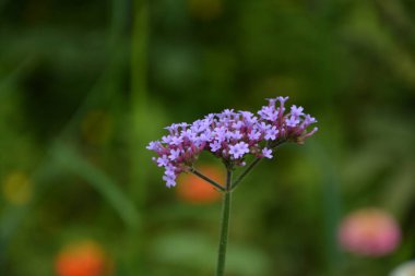 Verbena bonariensis çiçekleri (Arjantin mine çiçeği veya Mor mine çiçeği, Clustertop mine, Uzun Verbena, Pretty Verbena) bahçede bulunur.