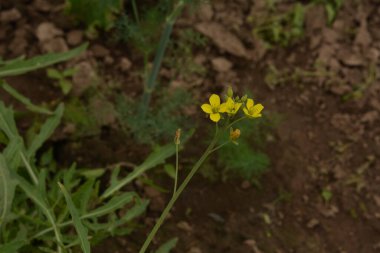 Ufacık sinek ya da çiçek sineği, Latin melanostoma skalası sarı roka, roket ya da roka çiçeğiyle beslenen erkek değil.