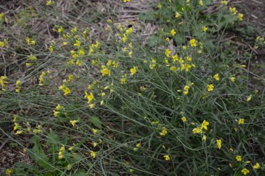 Ufacık sinek ya da çiçek sineği, Latin melanostoma skalası sarı roka, roket ya da roka çiçeğiyle beslenen erkek değil.